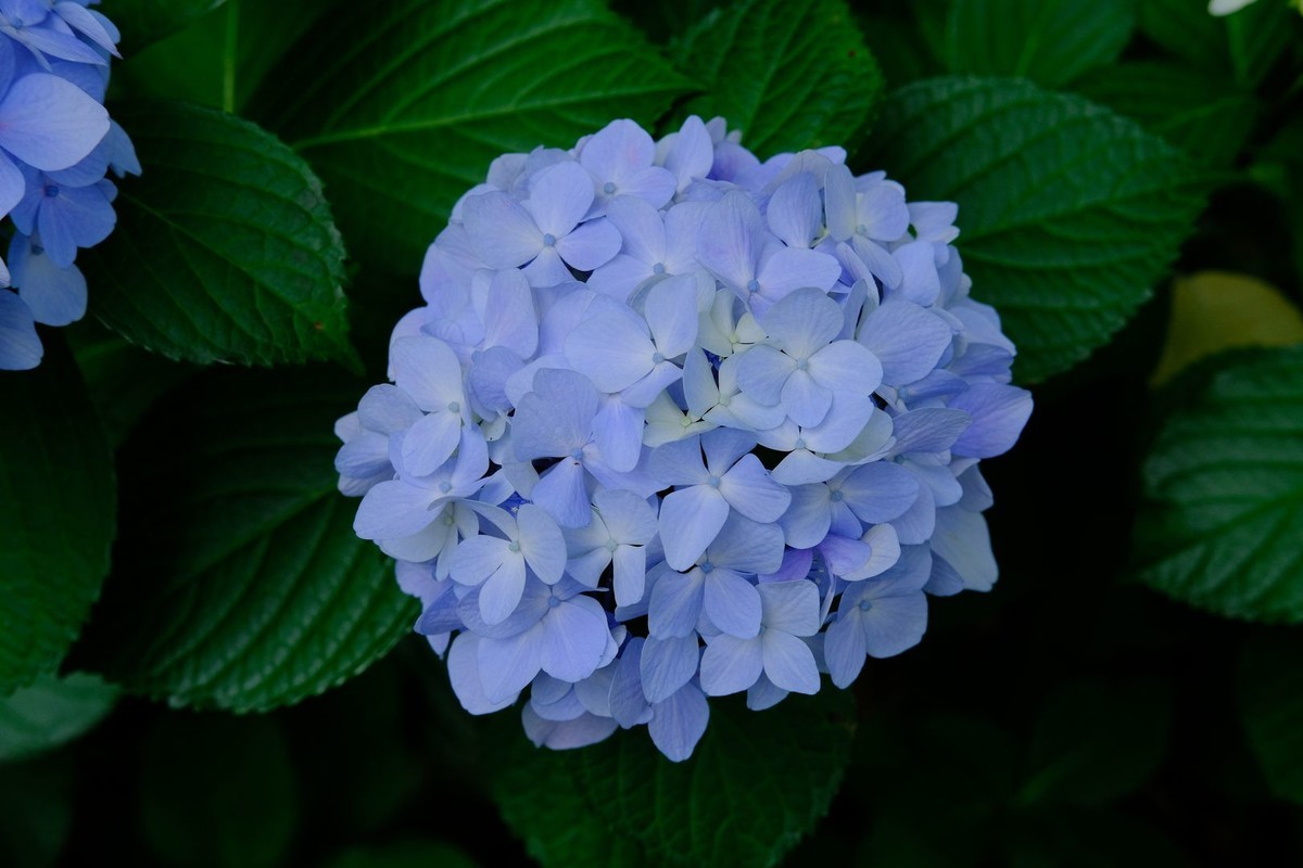 f:id:fudsuki:20190623183342j:plain