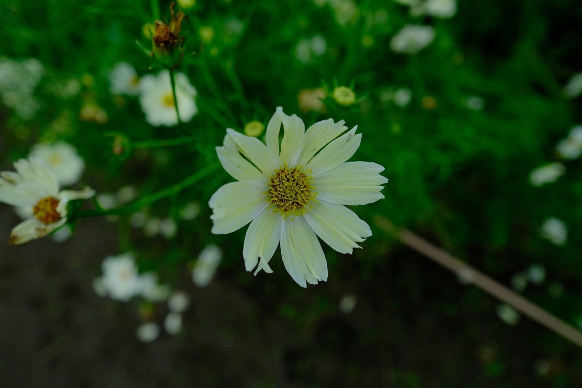 f:id:fudsuki:20191022123117j:plain