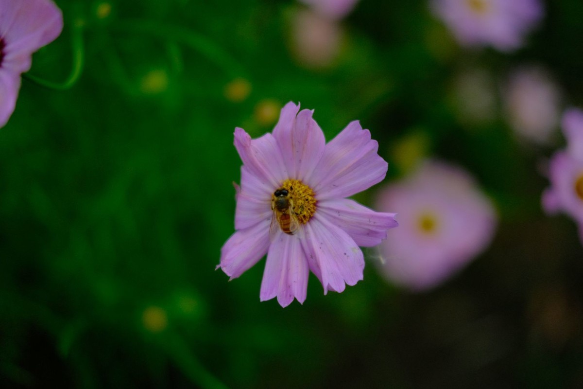 f:id:fudsuki:20191022123912j:plain
