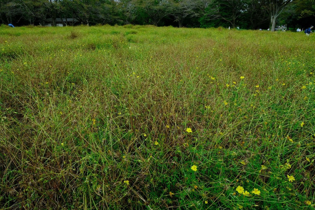 f:id:fudsuki:20191022124426j:plain
