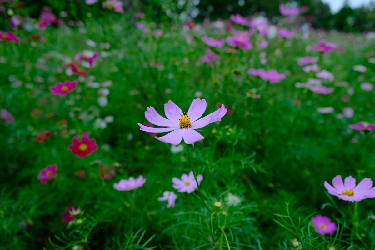 f:id:fudsuki:20191022162425j:plain