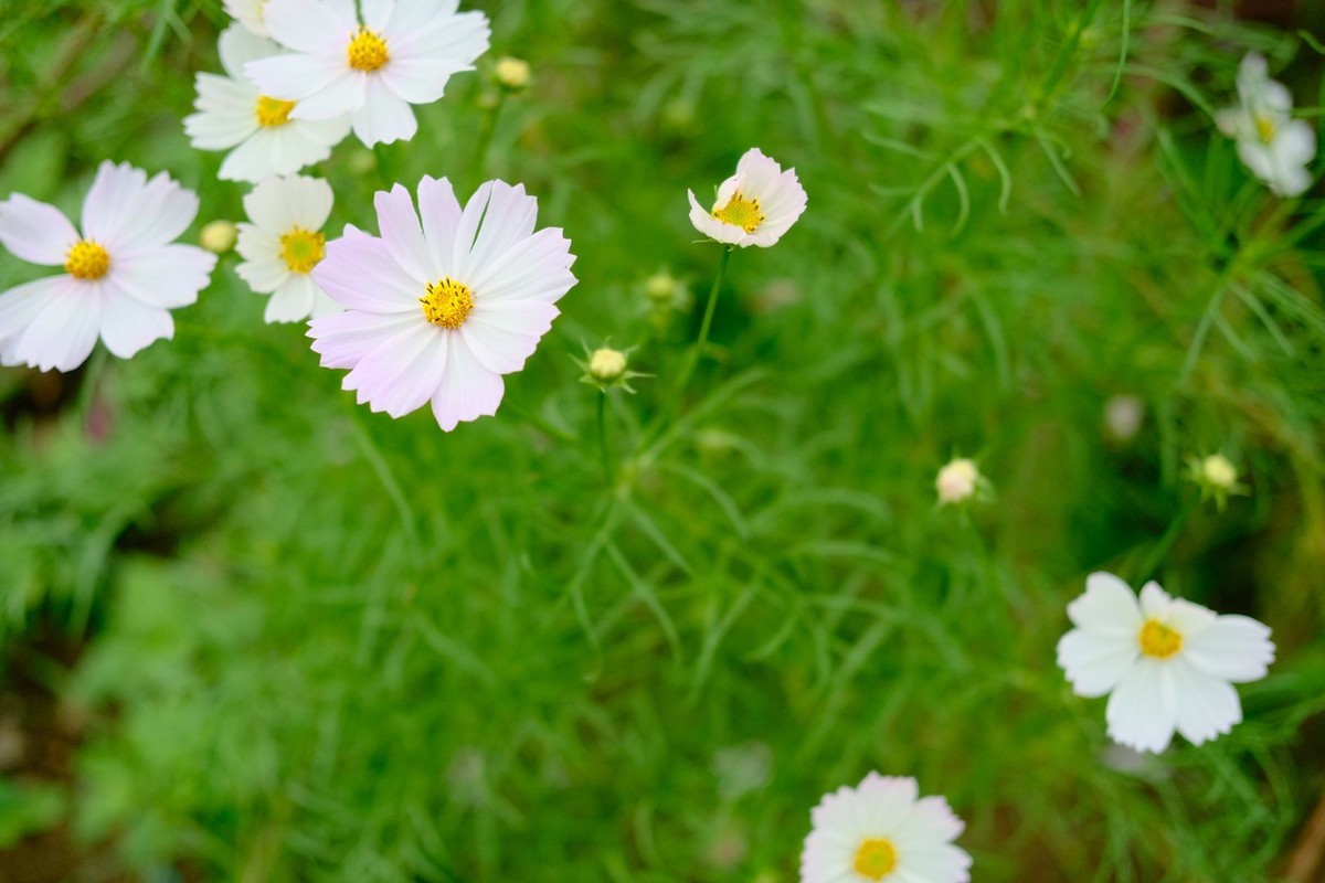 f:id:fudsuki:20191022162758j:plain