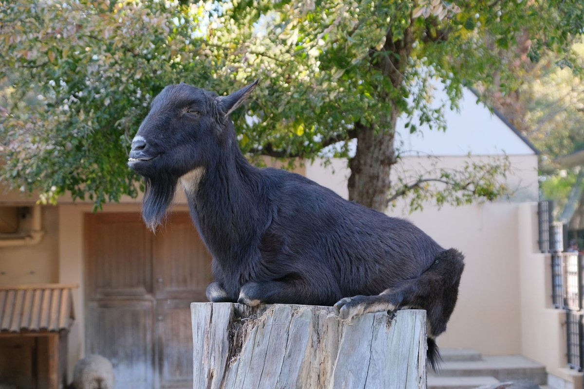 f:id:fudsuki:20191110185832j:plain f:id:fudsuki:20191110185832j:plain