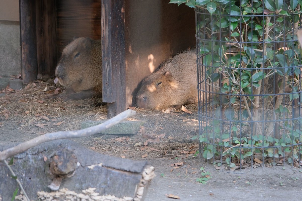 f:id:fudsuki:20191110211545j:plain f:id:fudsuki:20191110211545j:plain