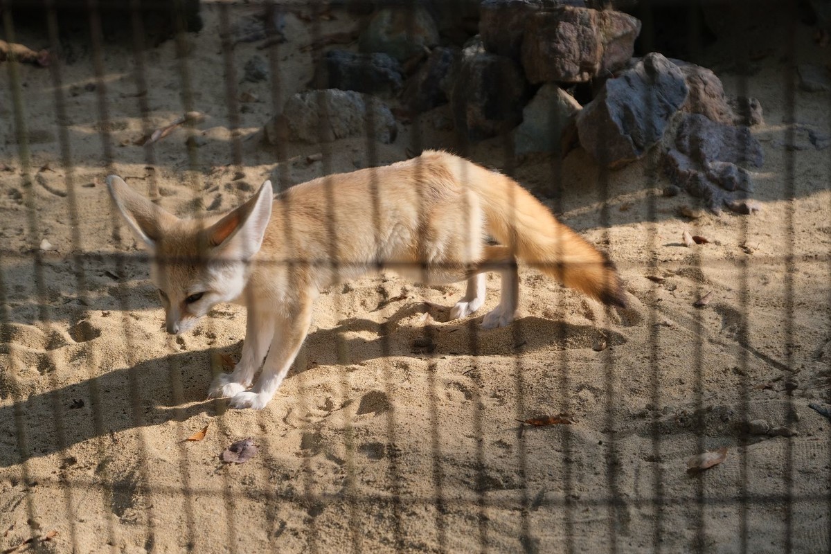 f:id:fudsuki:20191110212032j:plain f:id:fudsuki:20191110212032j:plain