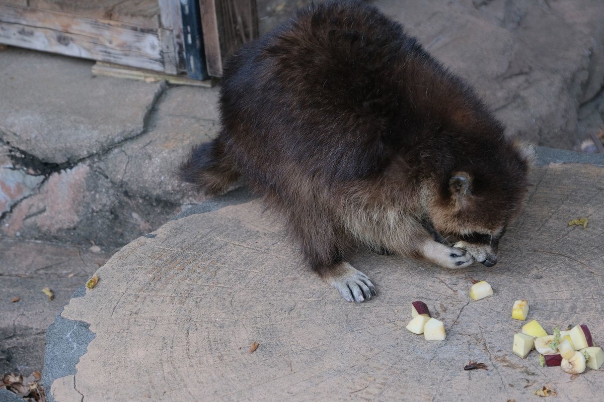 f:id:fudsuki:20191110212818j:plain f:id:fudsuki:20191110212818j:plain