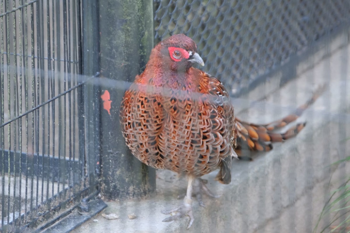 f:id:fudsuki:20191110214518j:plain f:id:fudsuki:20191110214518j:plain