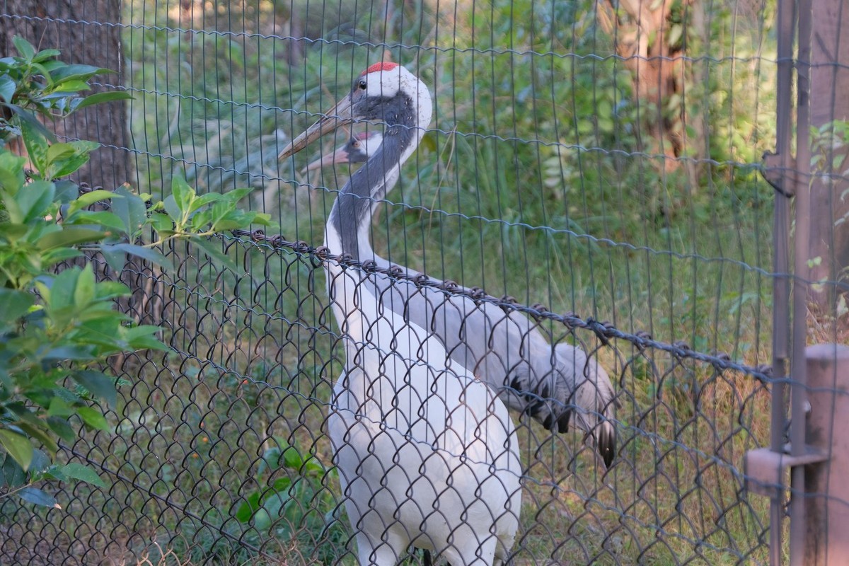 f:id:fudsuki:20191110214706j:plain f:id:fudsuki:20191110214706j:plain