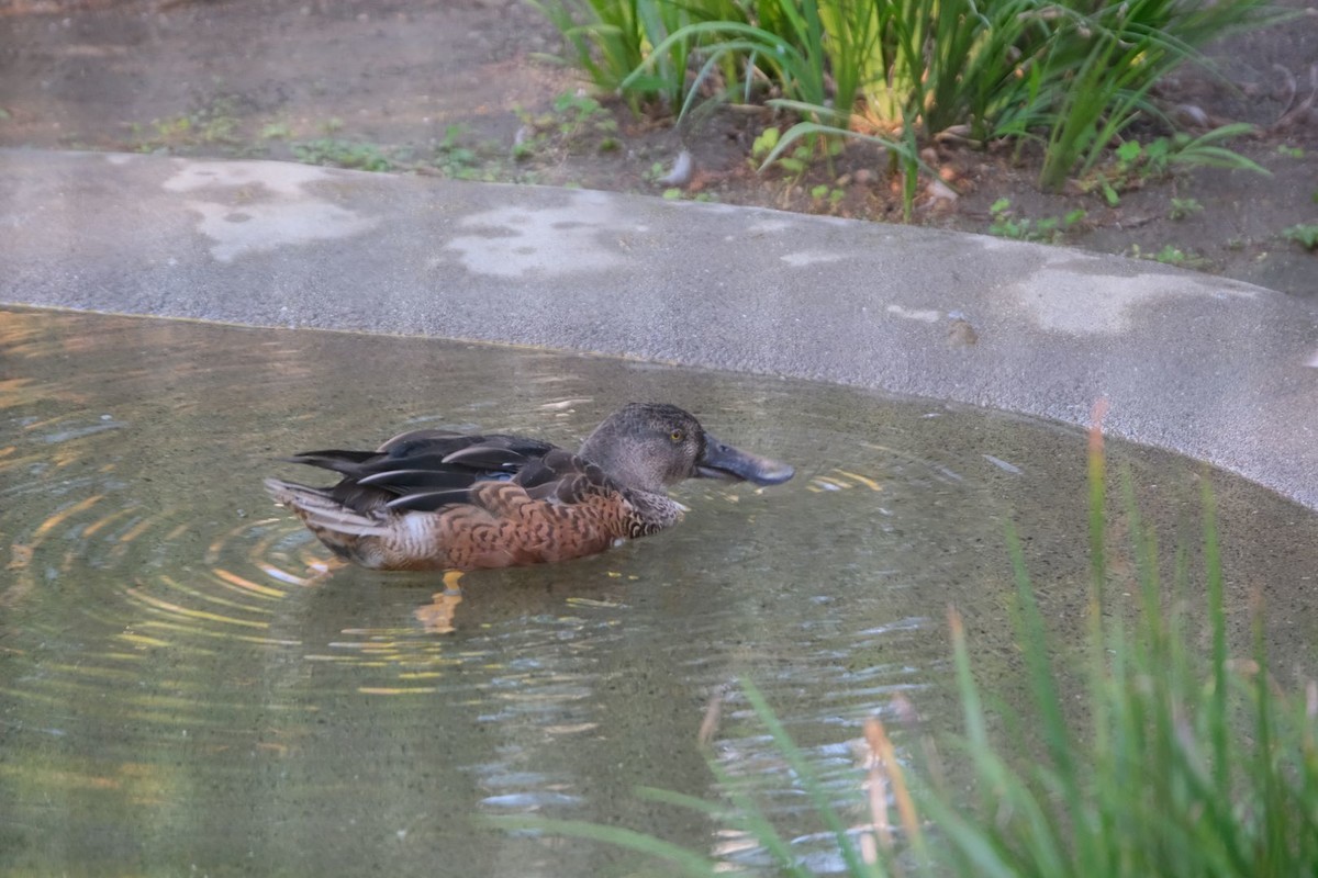 f:id:fudsuki:20191111210428j:plain f:id:fudsuki:20191111210428j:plain