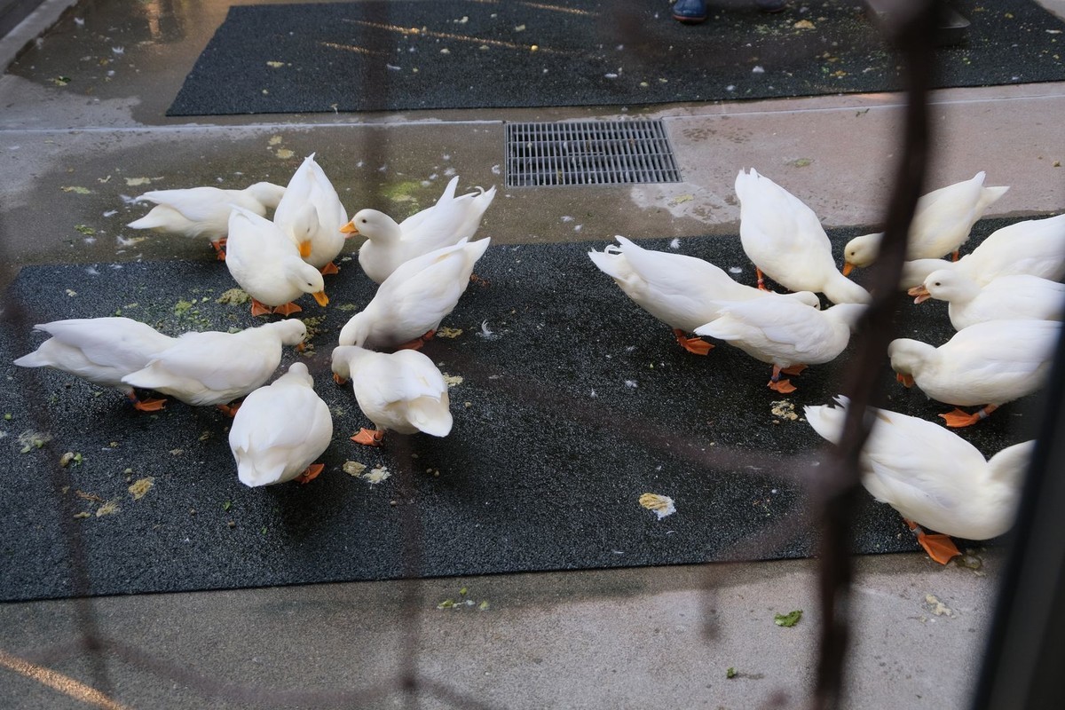 f:id:fudsuki:20191111211031j:plain f:id:fudsuki:20191111211031j:plain