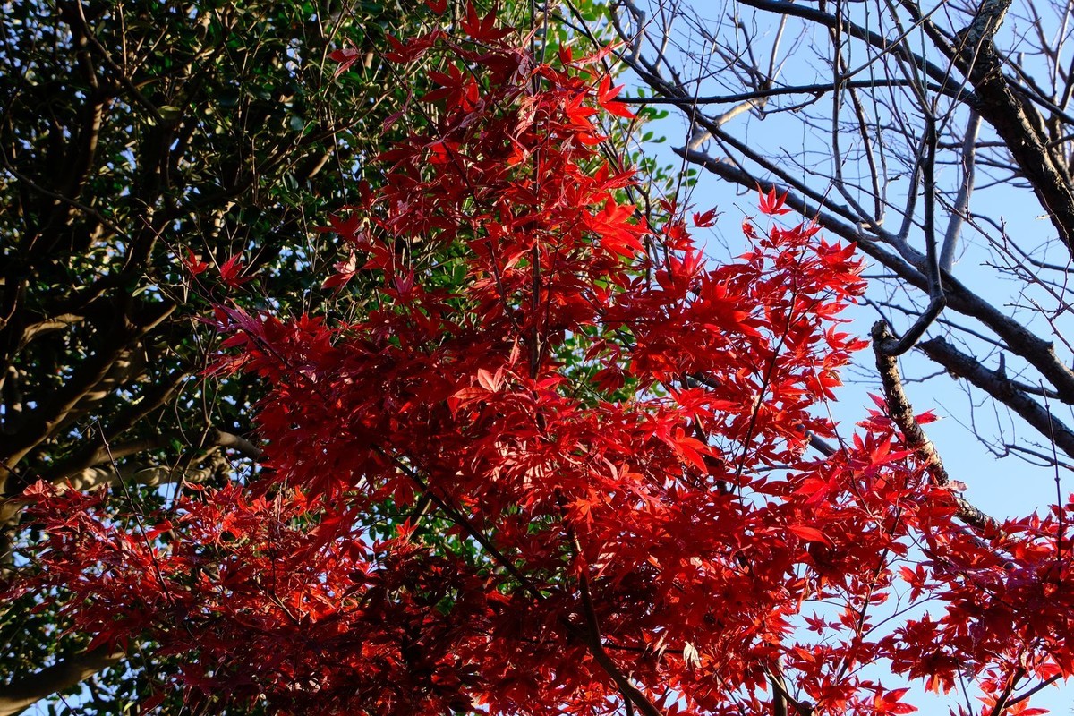 f:id:fudsuki:20191201162937j:plain
