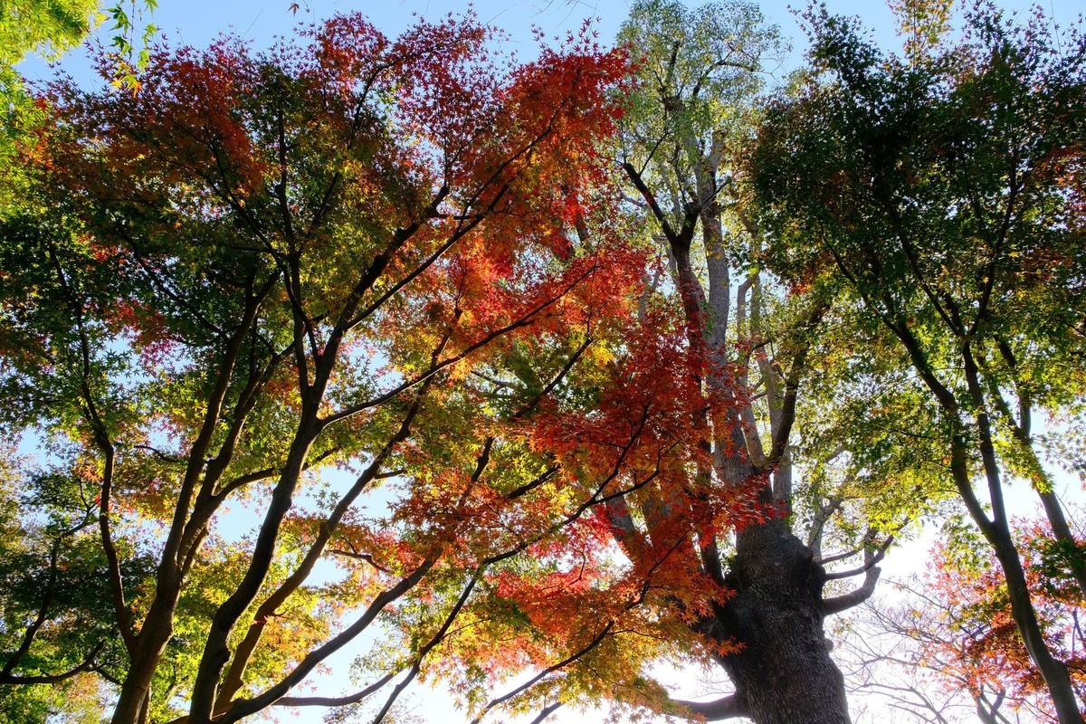 f:id:fudsuki:20191201163149j:plain