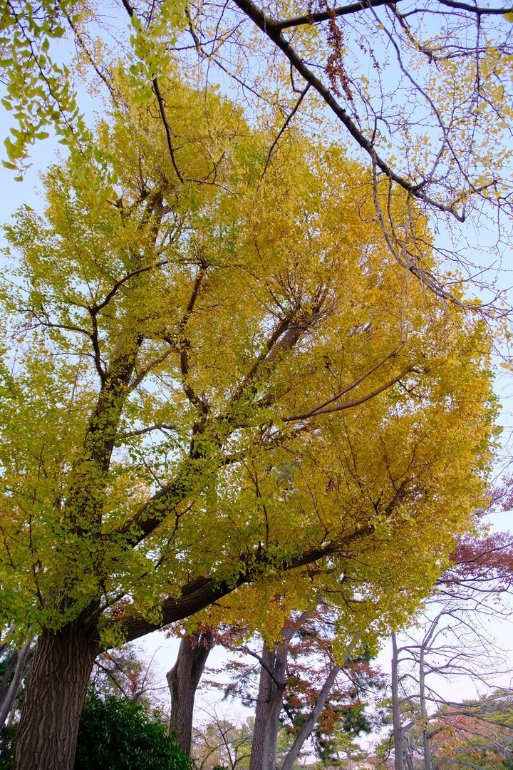 f:id:fudsuki:20191201164405j:plain