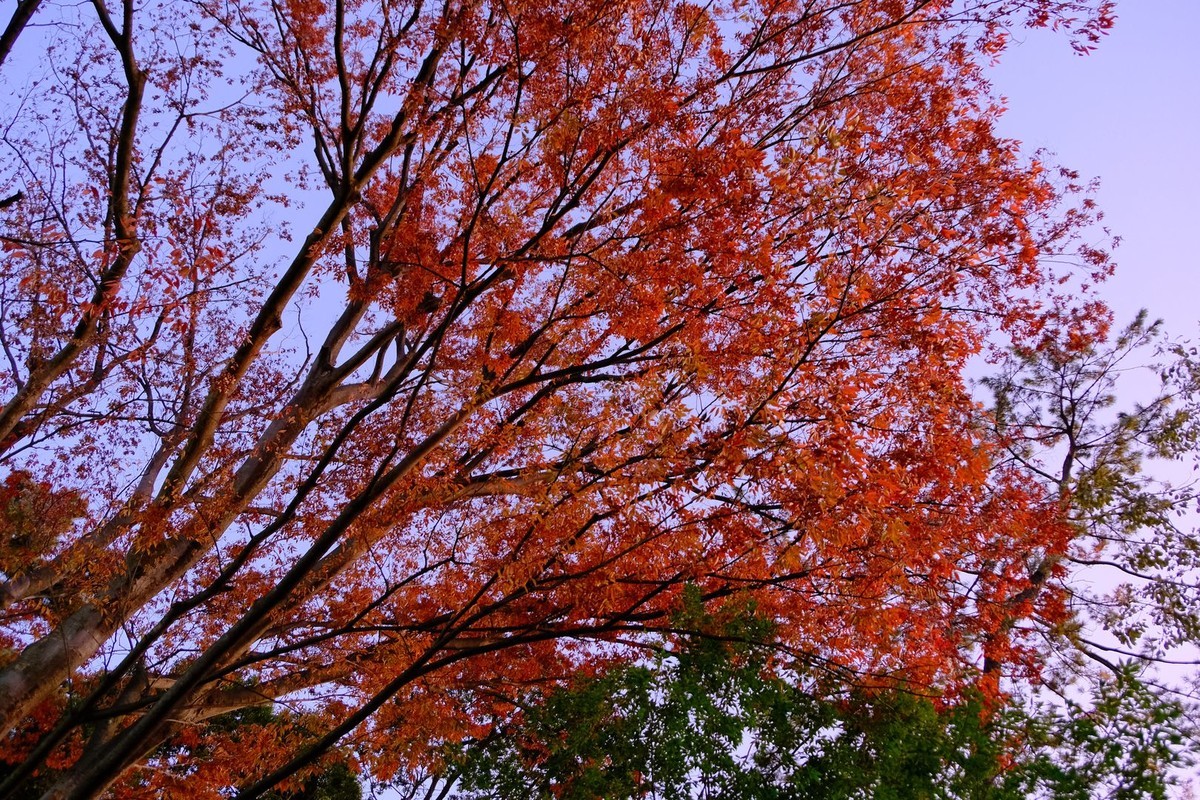 f:id:fudsuki:20191201170249j:plain