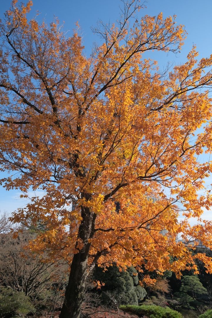 f:id:fudsuki:20191231120540j:plain f:id:fudsuki:20191231120540j:plain