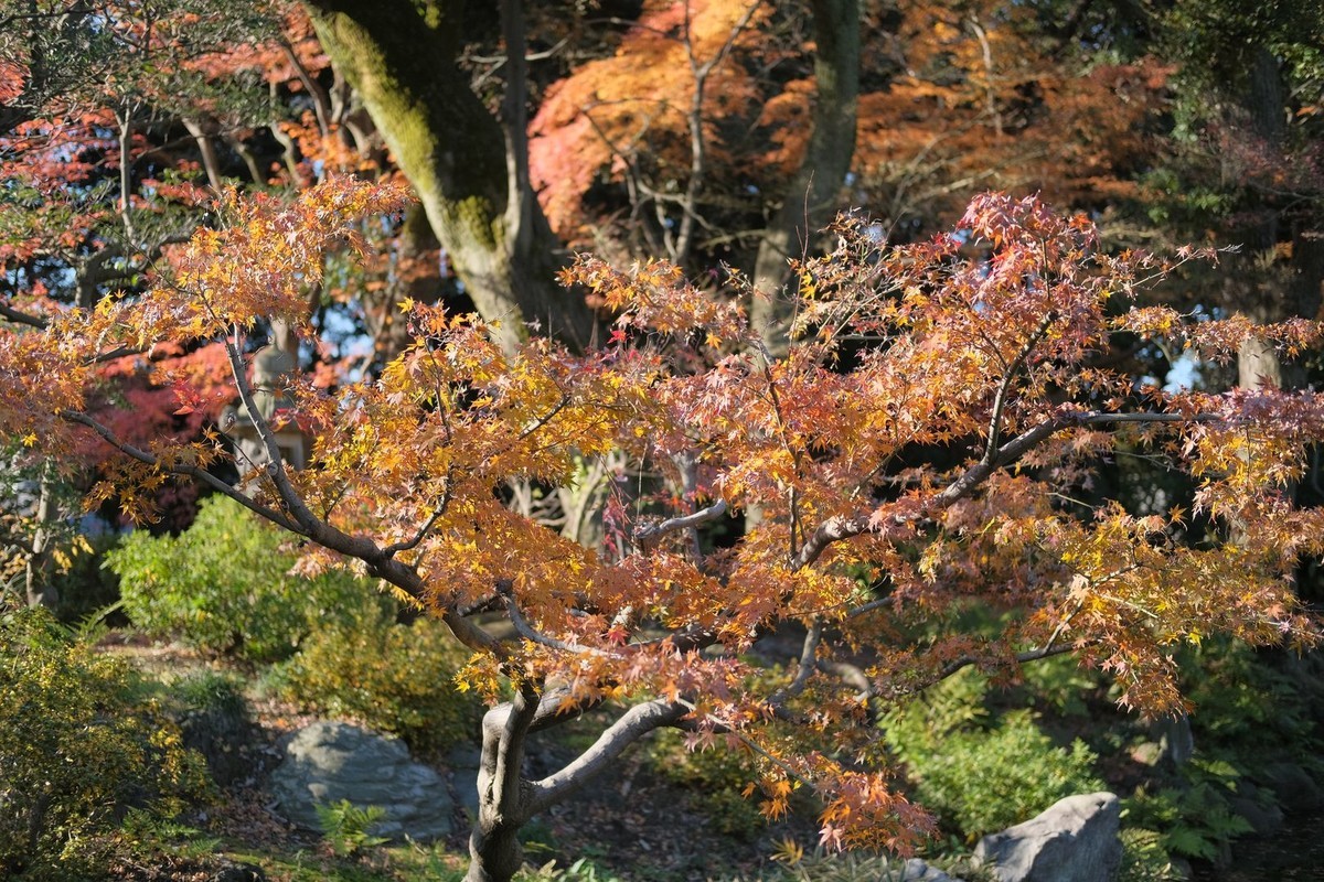 f:id:fudsuki:20191231121137j:plain f:id:fudsuki:20191231121137j:plain