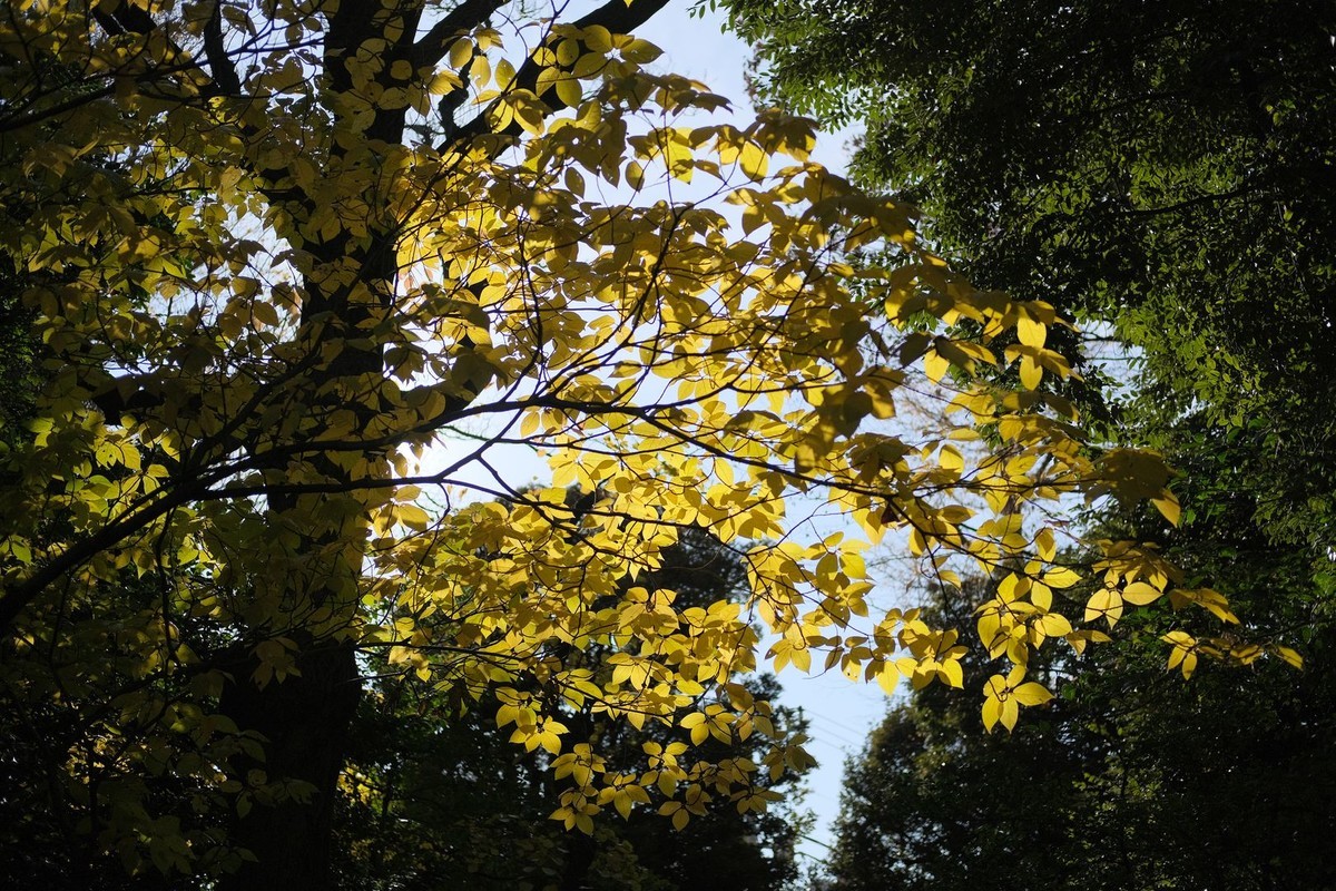 f:id:fudsuki:20191231121325j:plain f:id:fudsuki:20191231121325j:plain