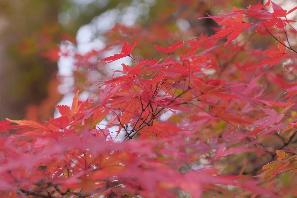 f:id:fudsuki:20191231135837j:plain f:id:fudsuki:20191231135837j:plain