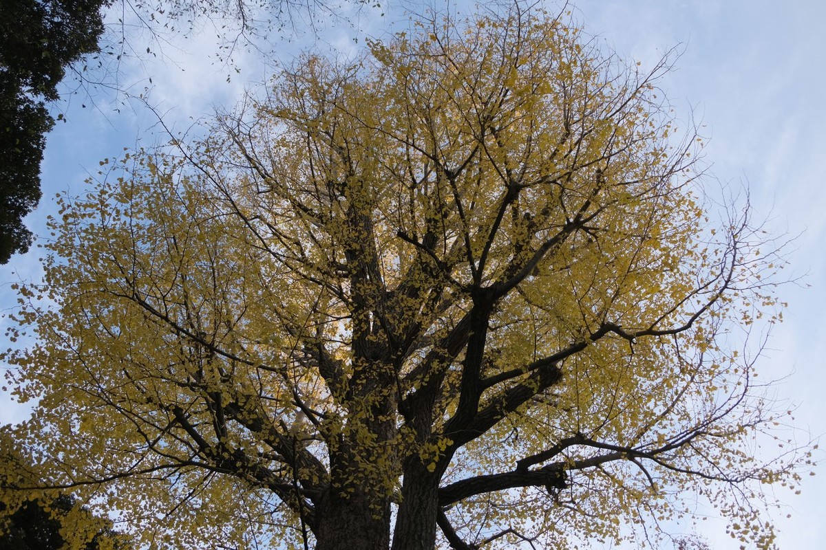 f:id:fudsuki:20191231140327j:plain f:id:fudsuki:20191231140327j:plain