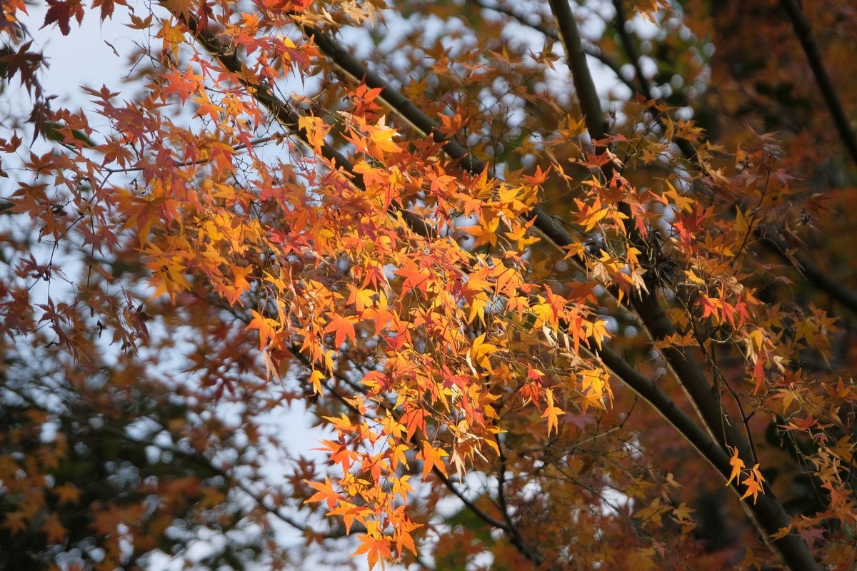 f:id:fudsuki:20191231141205j:plain f:id:fudsuki:20191231141205j:plain