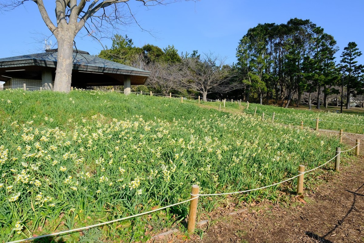f:id:fudsuki:20200201203958j:plain
