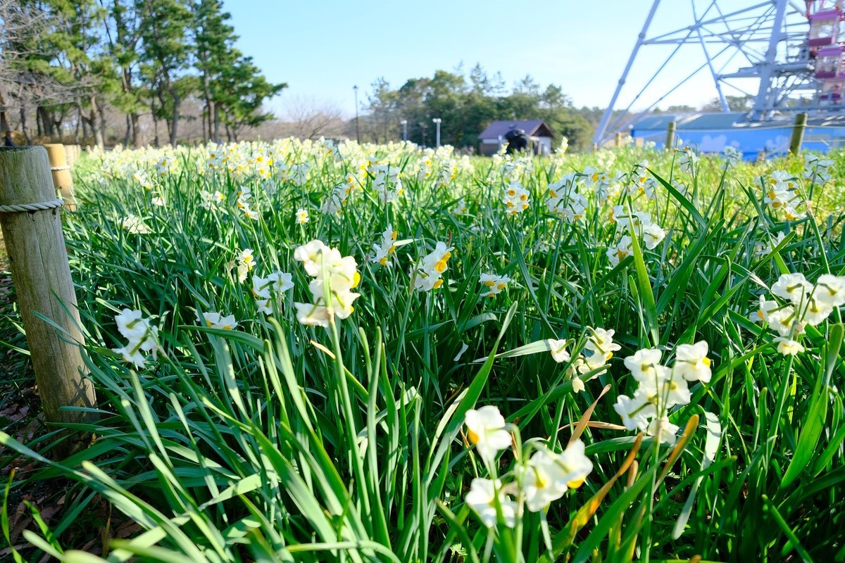 f:id:fudsuki:20200201204232j:plain