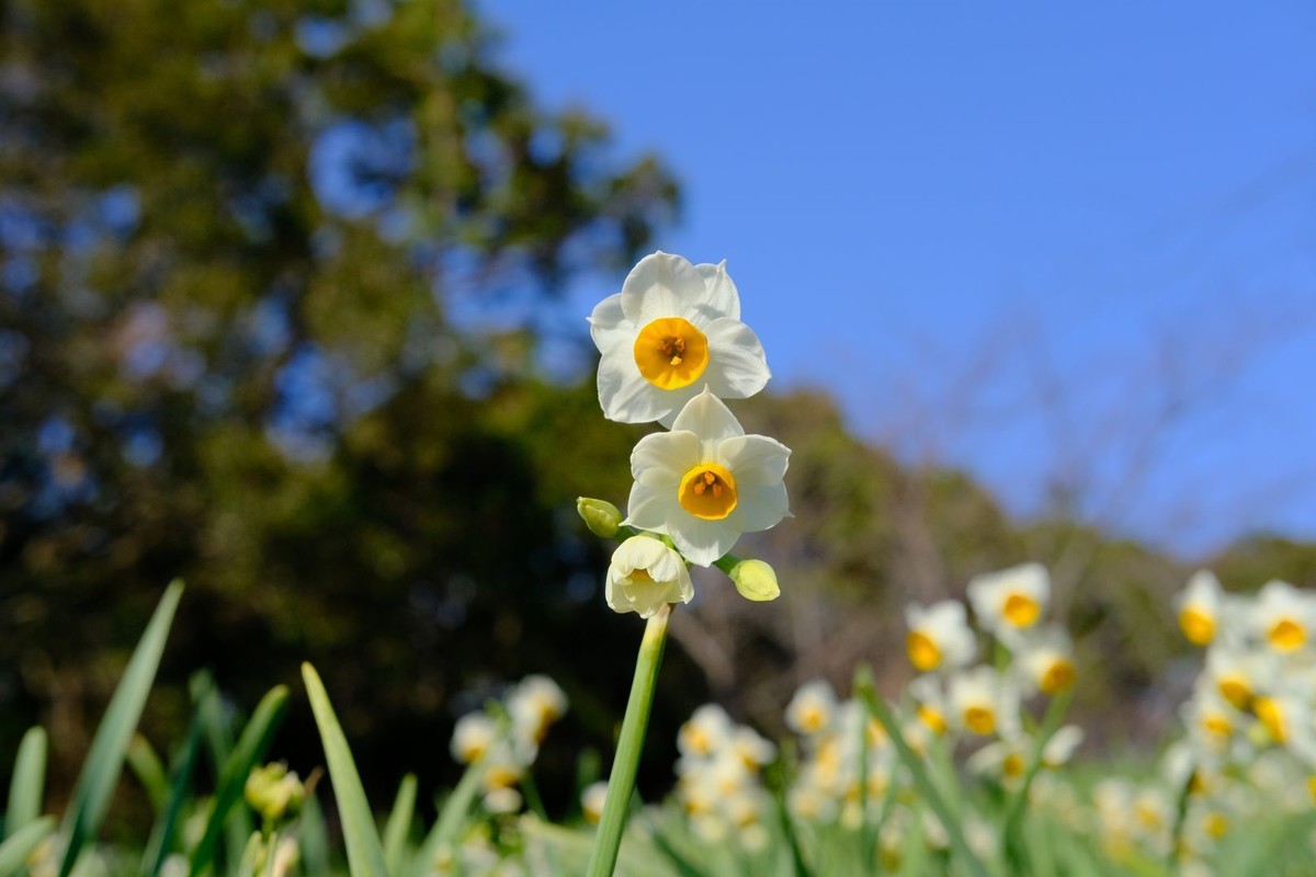 f:id:fudsuki:20200201204415j:plain