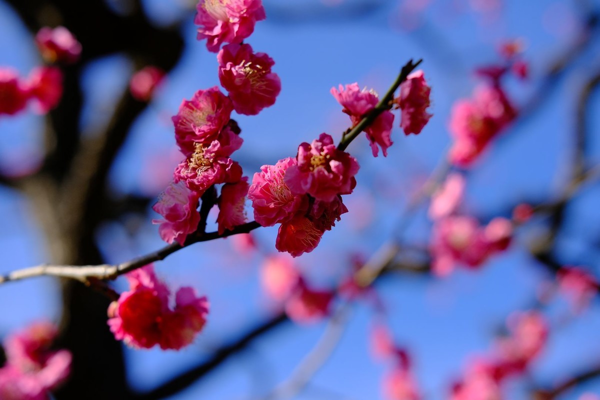 f:id:fudsuki:20200203094620j:plain