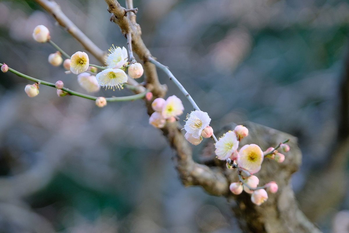 f:id:fudsuki:20200203101137j:plain