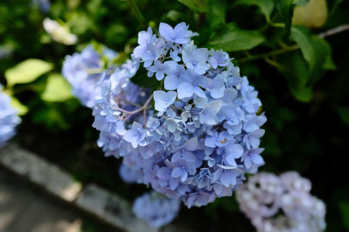 f:id:fudsuki:20200618140245j:plain