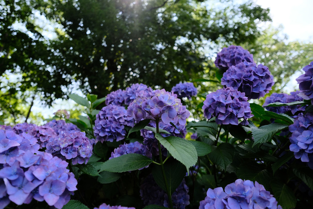 f:id:fudsuki:20200618140441j:plain