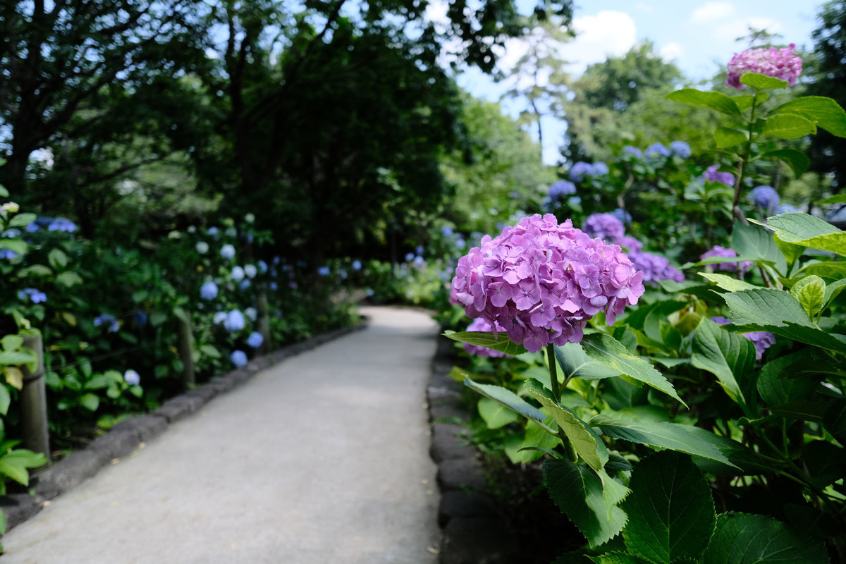 f:id:fudsuki:20200618140624j:plain