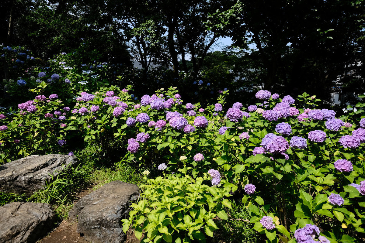 f:id:fudsuki:20200618140813j:plain