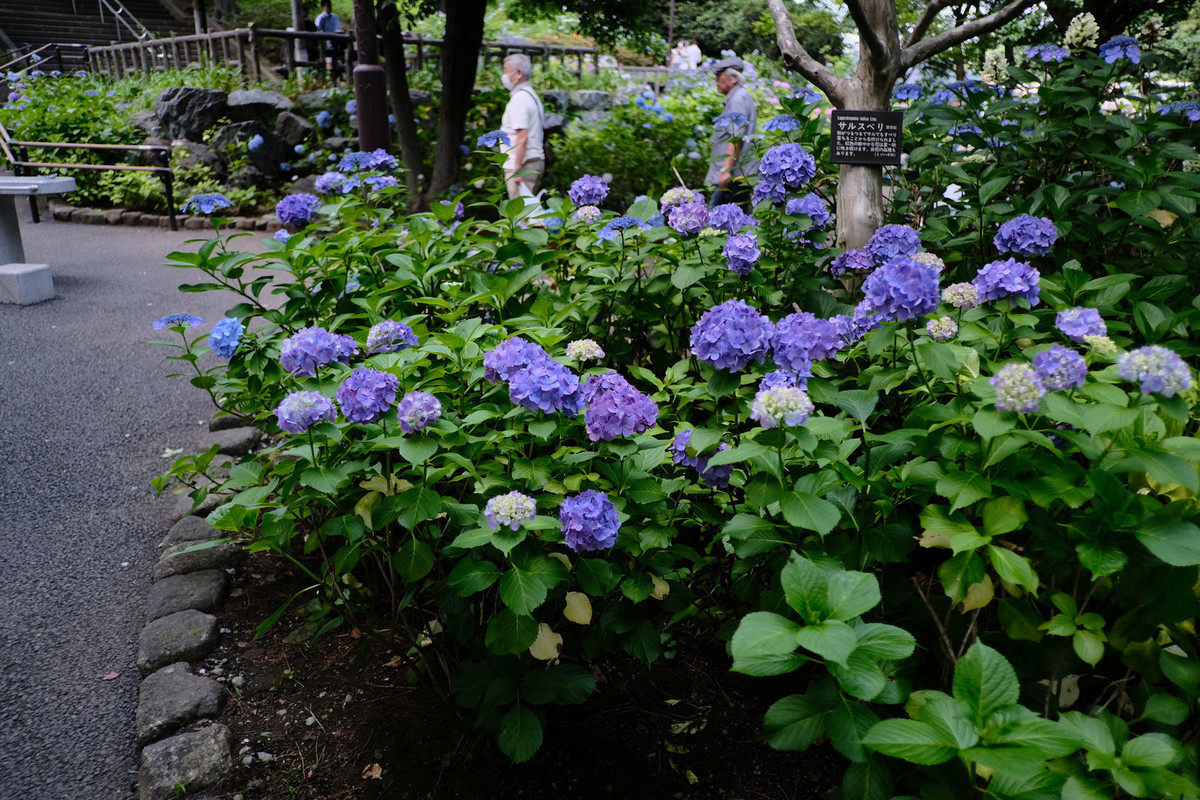 f:id:fudsuki:20200618142033j:plain