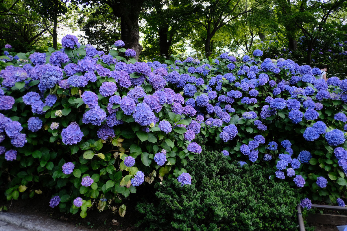 f:id:fudsuki:20200618142125j:plain