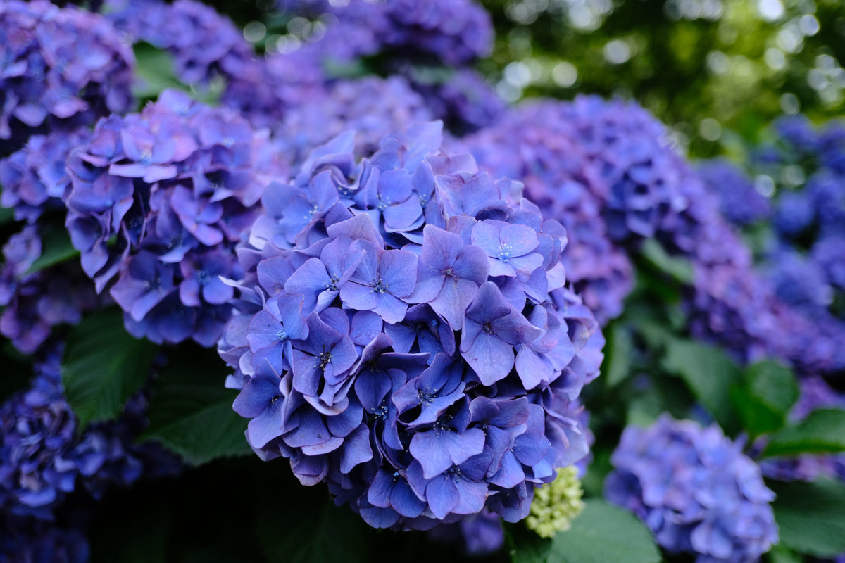 f:id:fudsuki:20200618142208j:plain