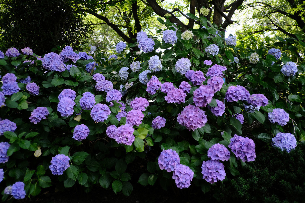 f:id:fudsuki:20200618142449j:plain