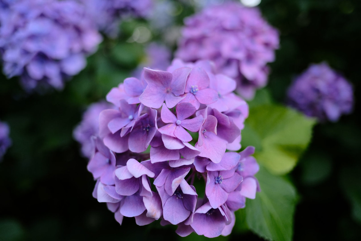 f:id:fudsuki:20200618142526j:plain