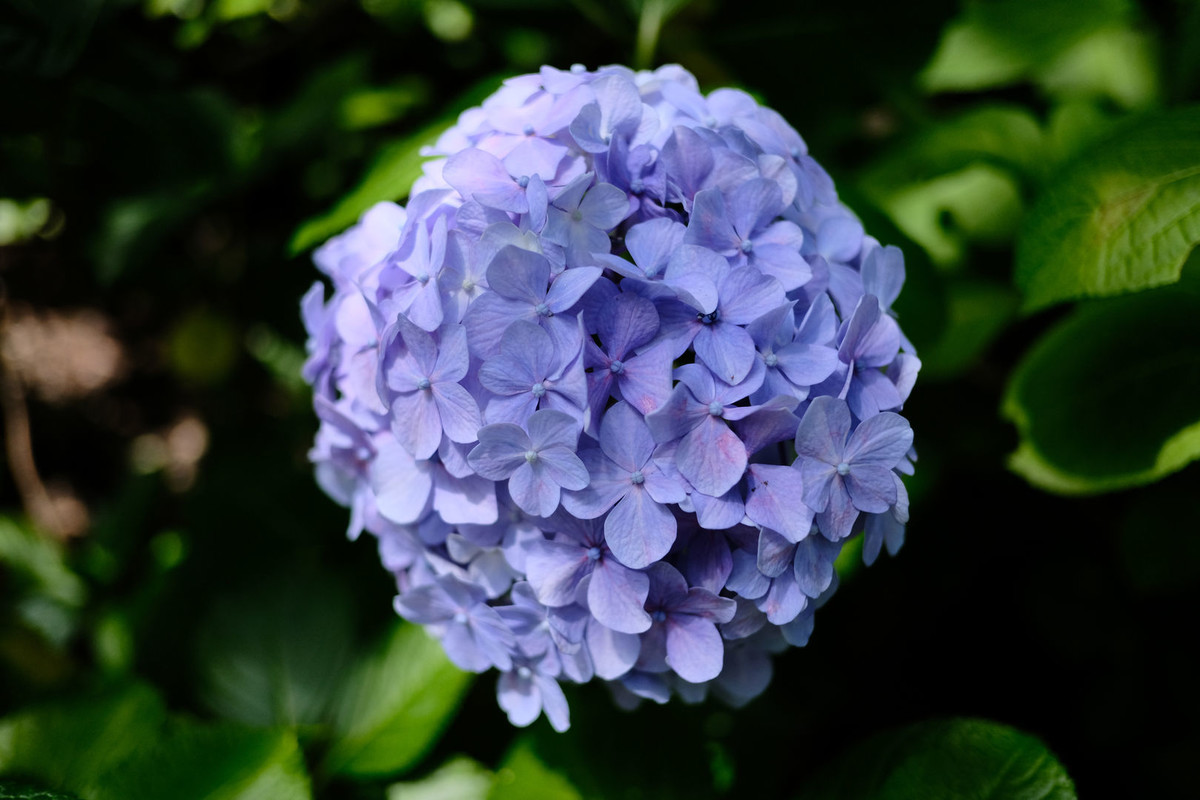 f:id:fudsuki:20200618142624j:plain