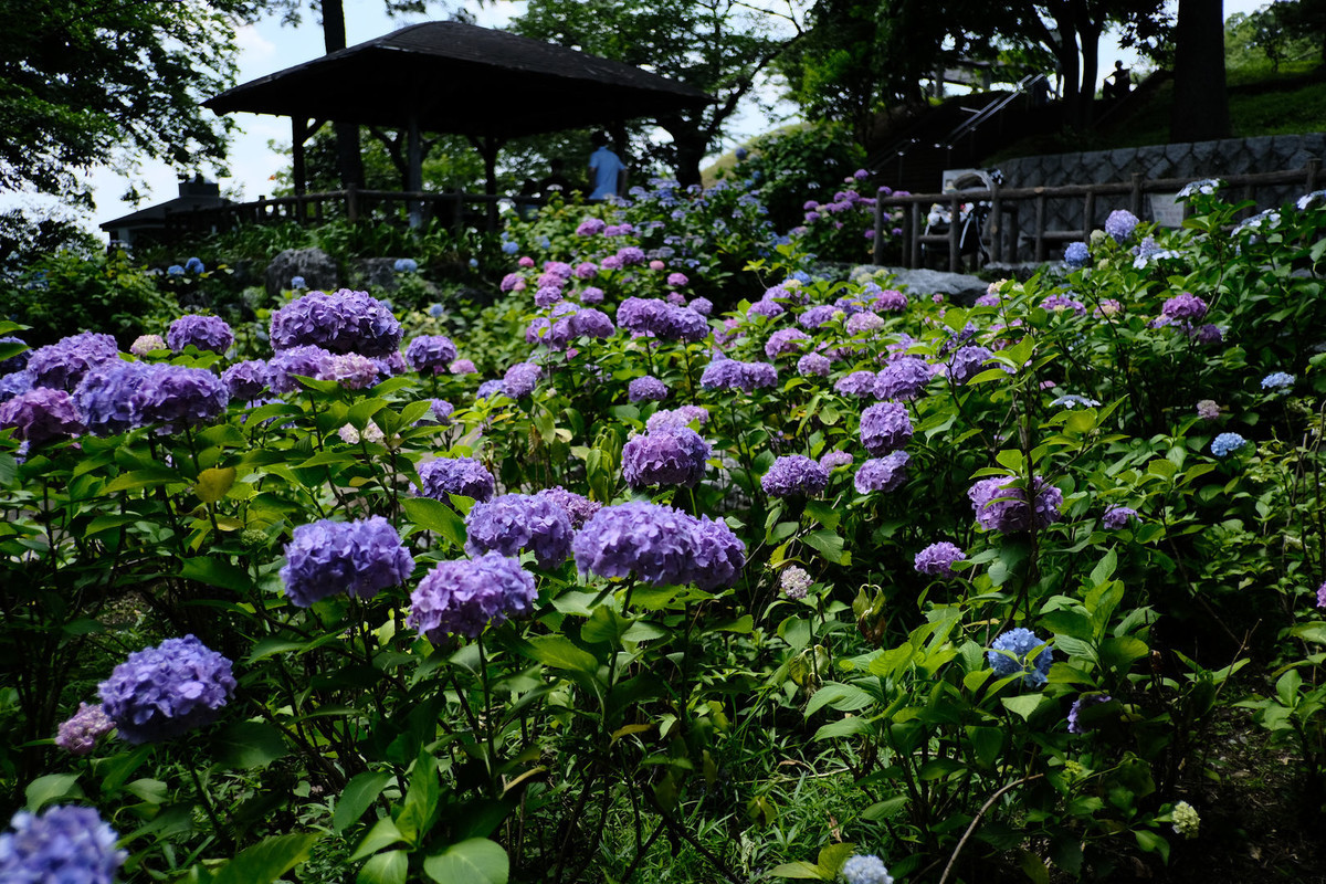 f:id:fudsuki:20200618142827j:plain