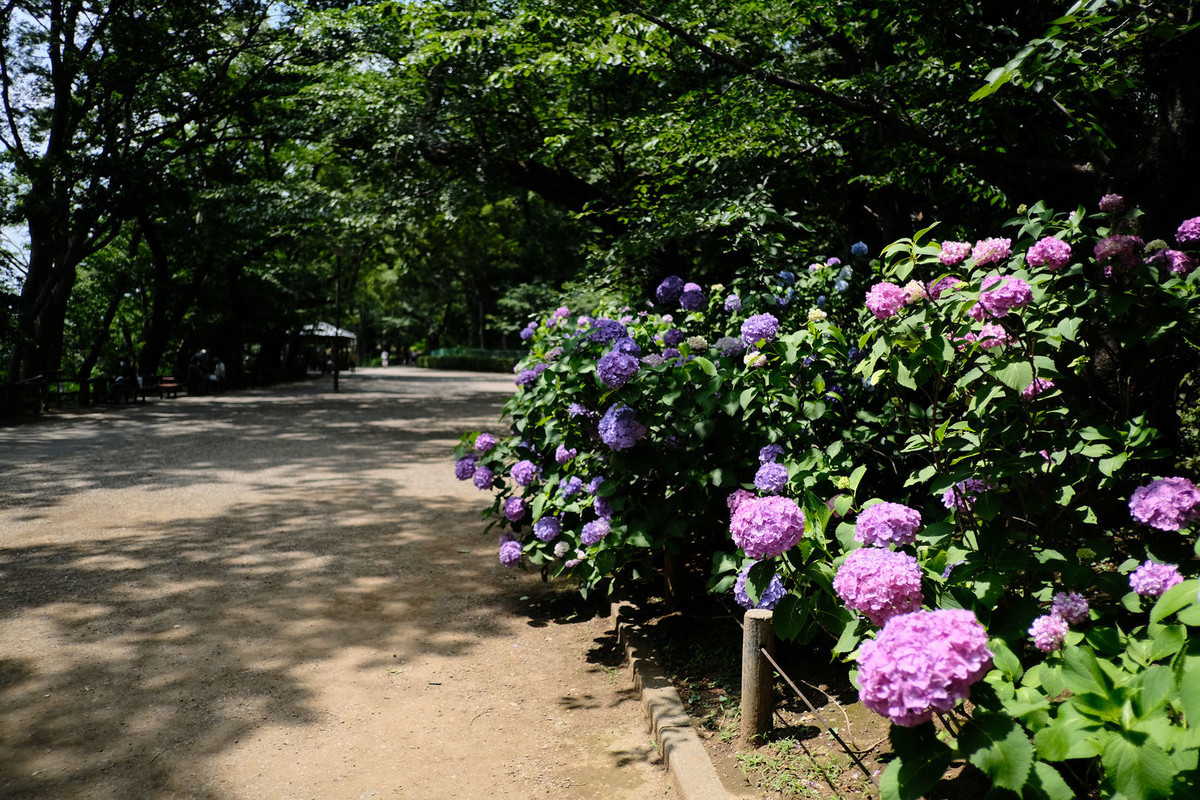f:id:fudsuki:20200618142939j:plain