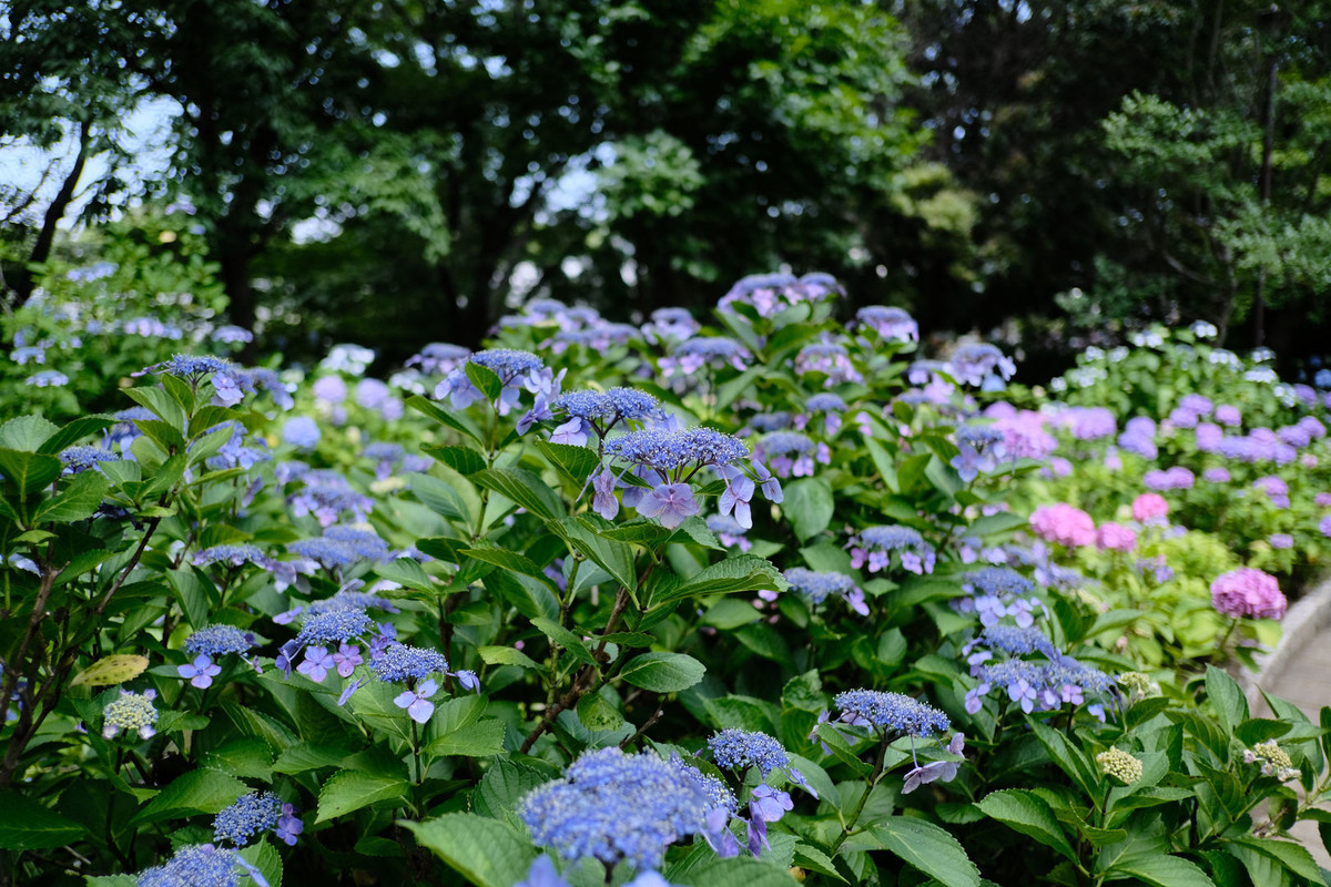 f:id:fudsuki:20200618143108j:plain