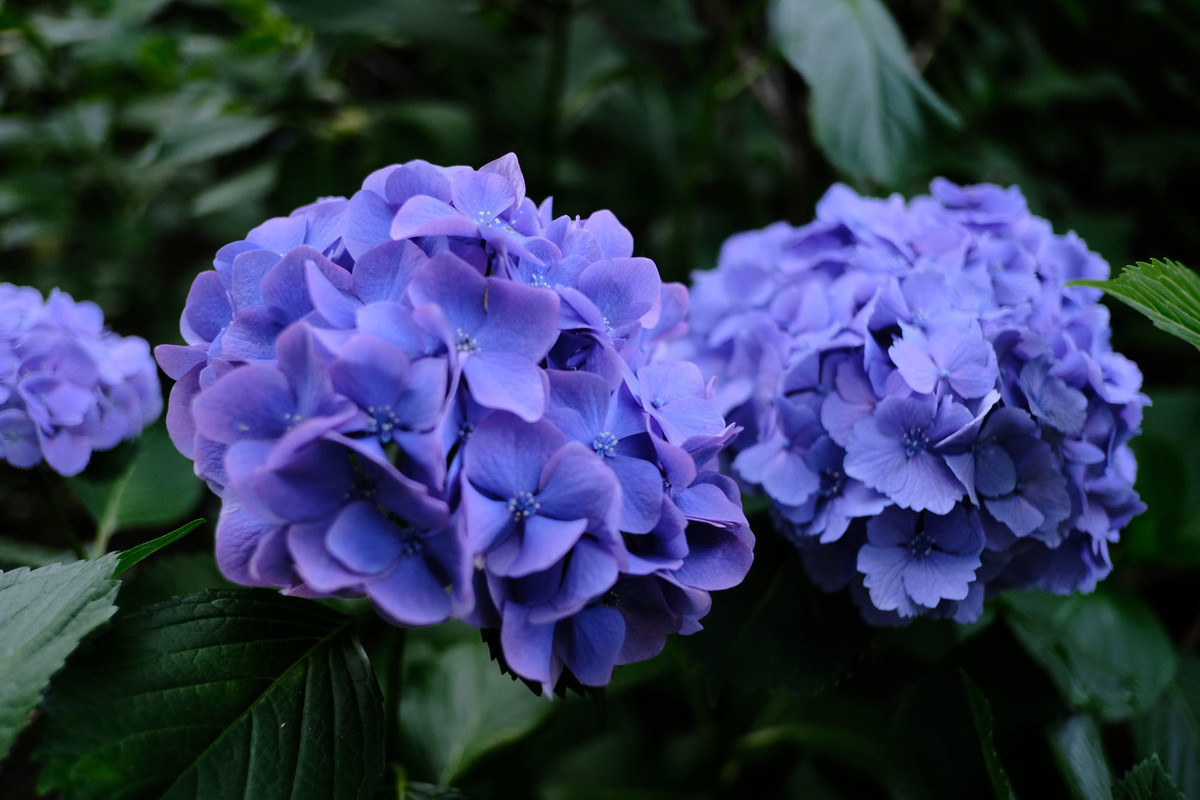 f:id:fudsuki:20200618143211j:plain