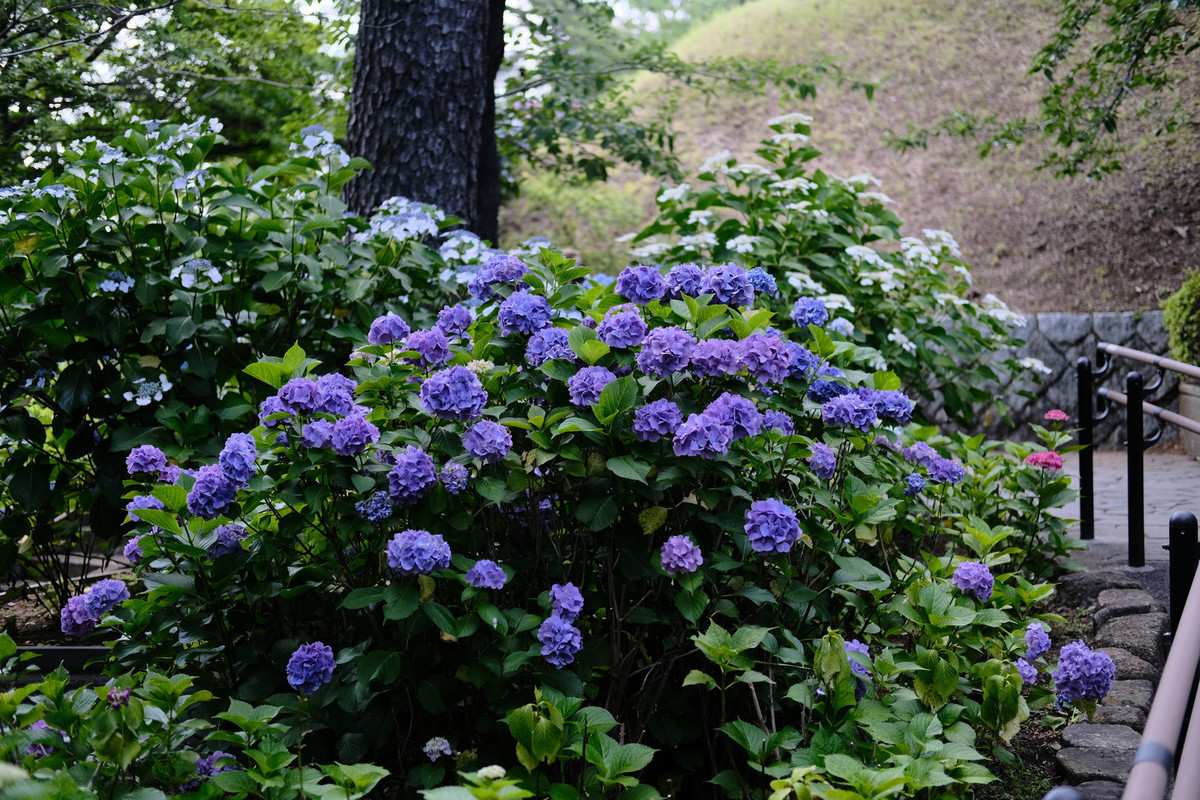 f:id:fudsuki:20200618143903j:plain