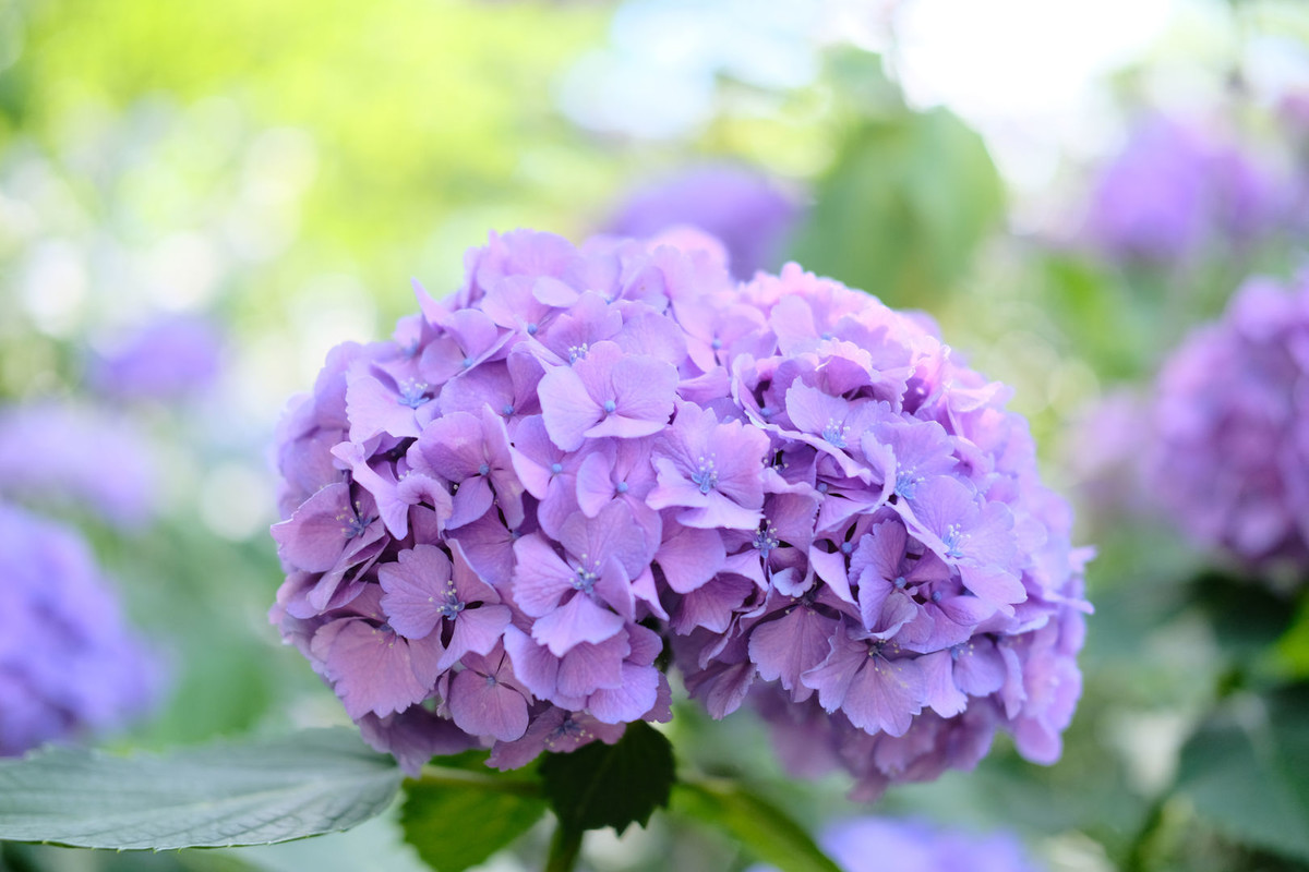 f:id:fudsuki:20200618144213j:plain