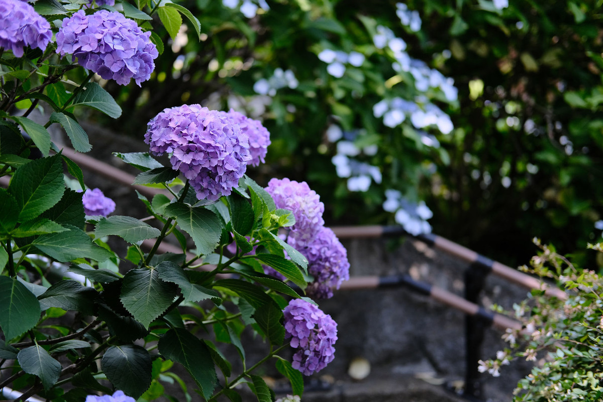 f:id:fudsuki:20200618144324j:plain