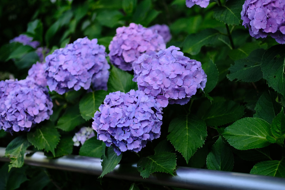 f:id:fudsuki:20200618144329j:plain