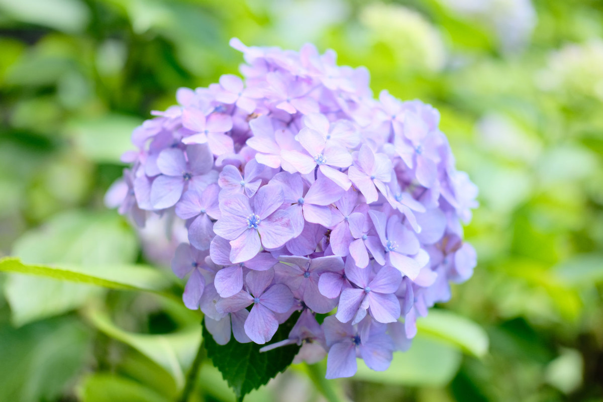 f:id:fudsuki:20200618144612j:plain