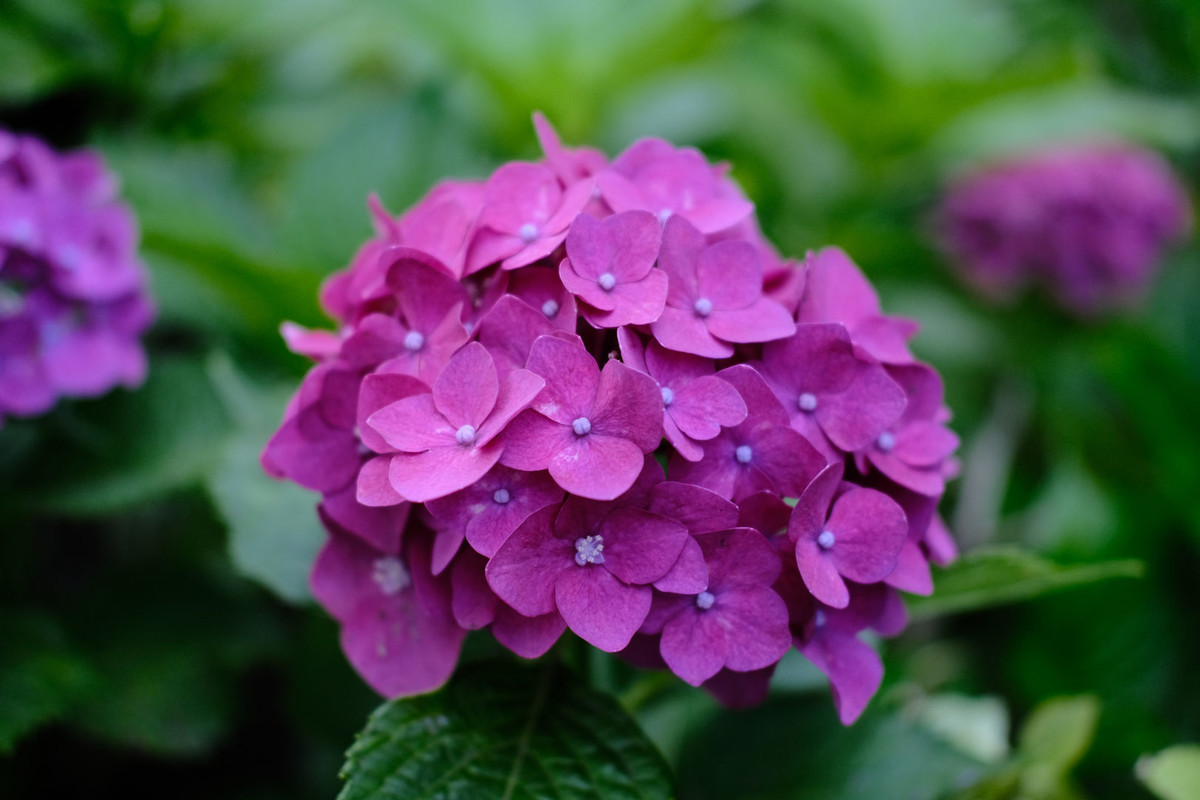 f:id:fudsuki:20200618144700j:plain