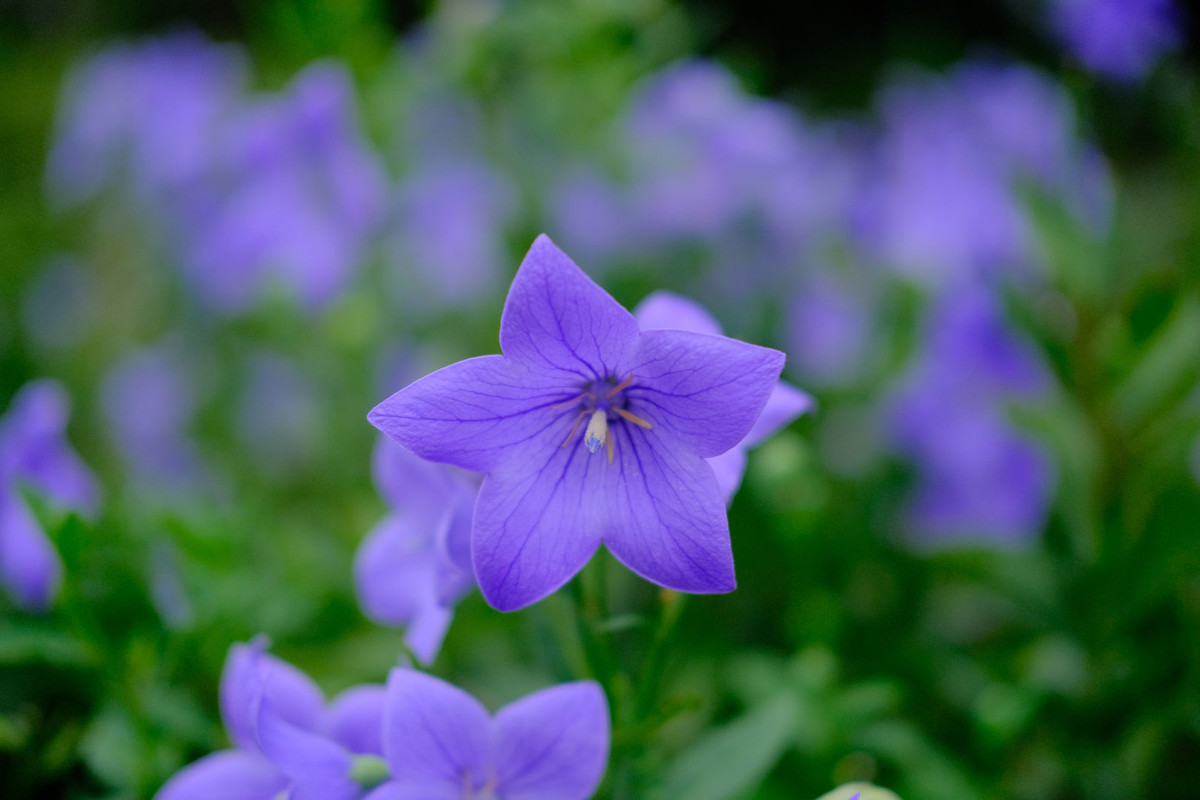 f:id:fudsuki:20200922111028j:plain